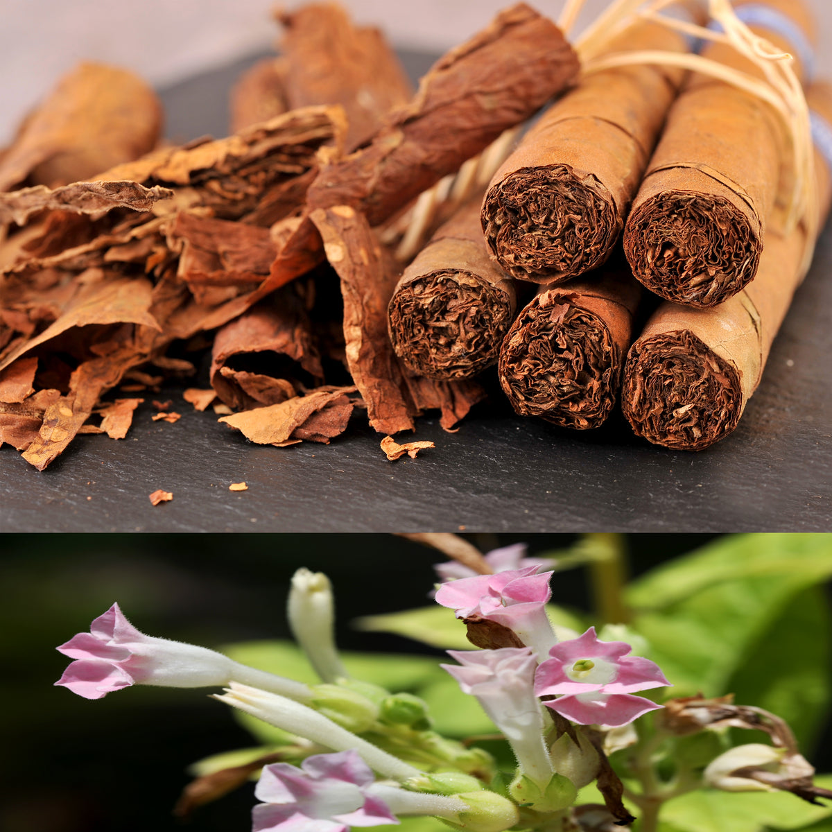 silk tobacco leaves Tobacco Leaf & Tobacco Blossom