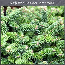 Load image into Gallery viewer, Majestic Balsam Fir Trees