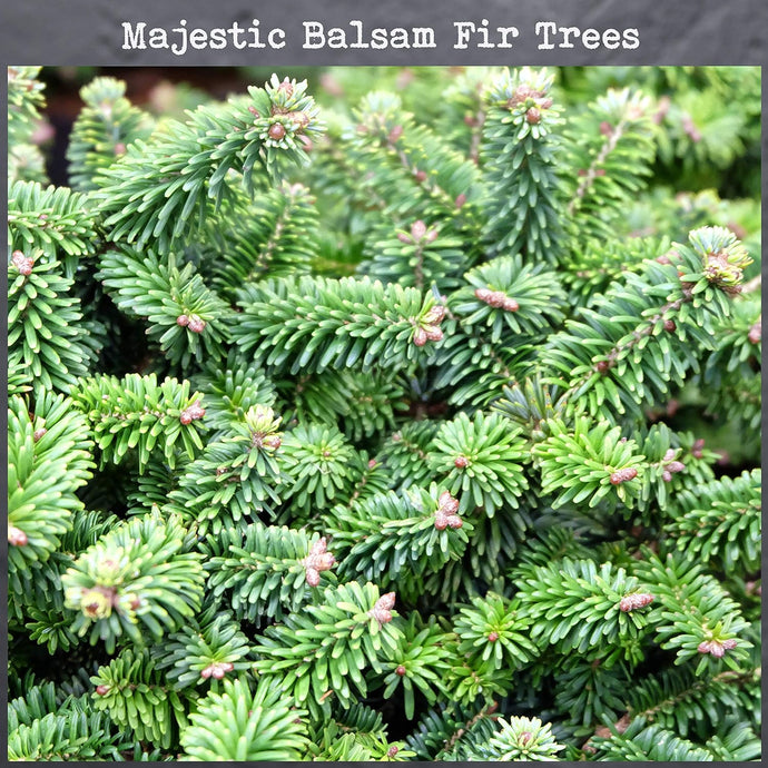 Majestic Balsam Fir Trees