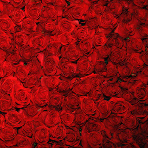 RED ROSES